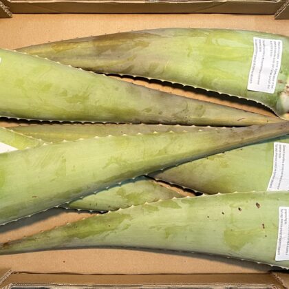 Aloe Vera Leave