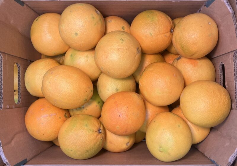 Orange Large