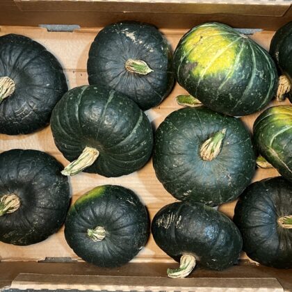 Squash Green Hokkaido