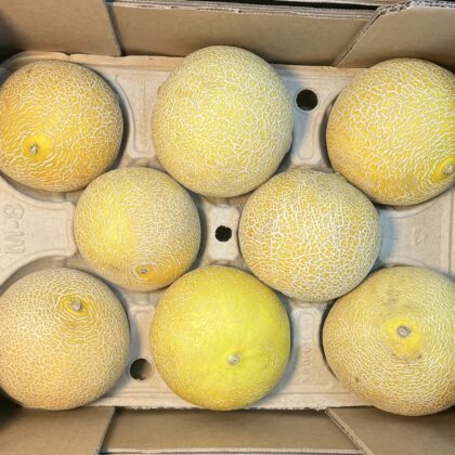 Melon Galia