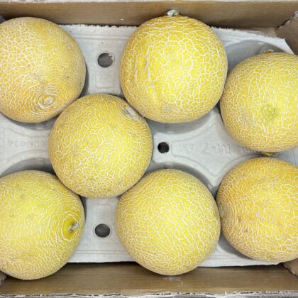 Melon Galia
