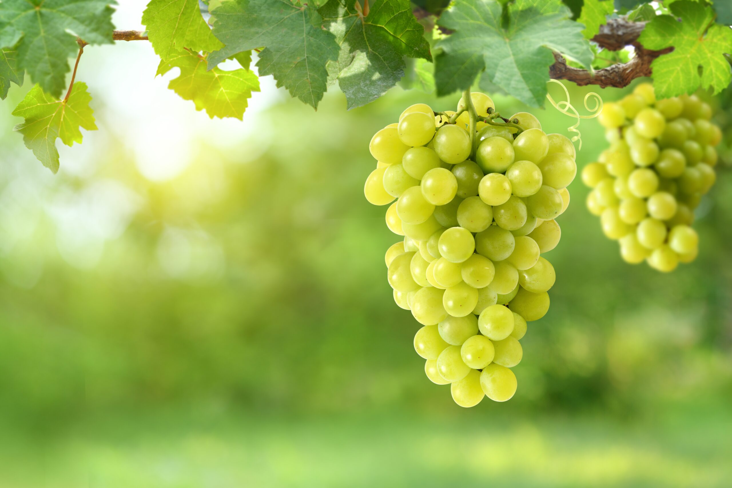 Why are seedless grapes seedless?