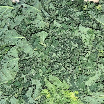Kale Curly Loose