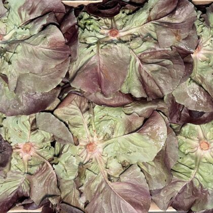 Lettuce Red Butterhead