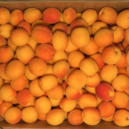 Apricots