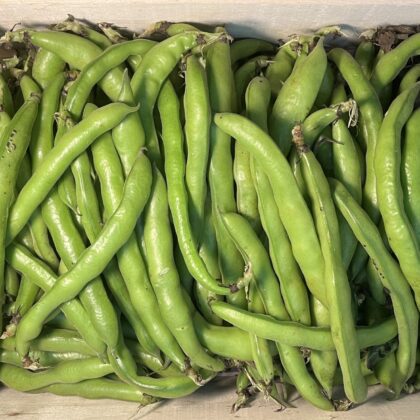 Broad Beans