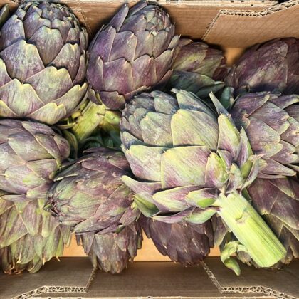 Artichoke Globe Purple