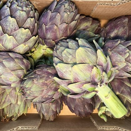 Artichoke Globe Purple