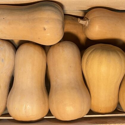 Squash Butternut