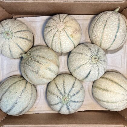 Melon Cantaloupe