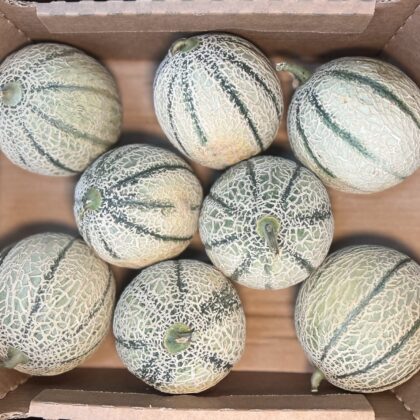 Melon Cantaloupe