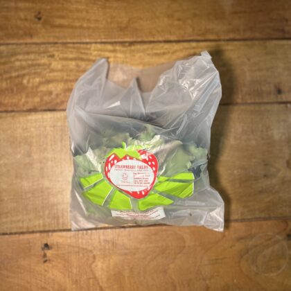 Lettuce Batavia Red