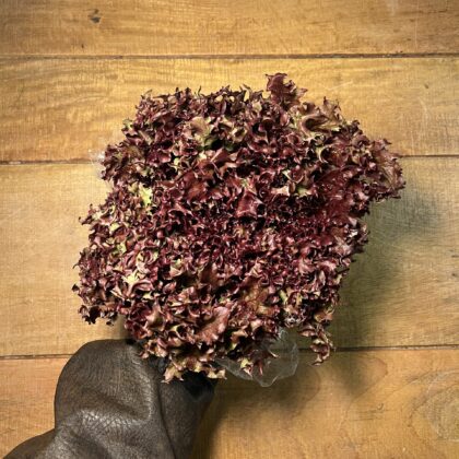 Lettuce Lolla Rossa