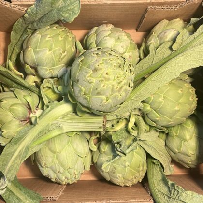 Artichoke Globe Green Large