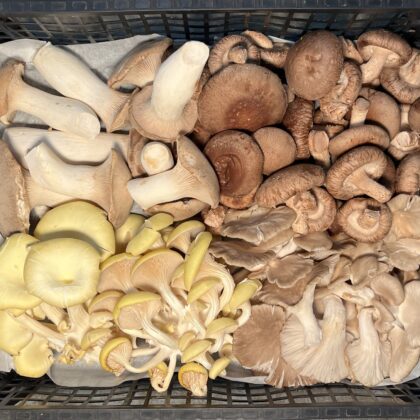 Mushroom Exotic Mix Loose