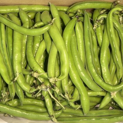 Broad Beans