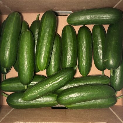 Cucumber Mini