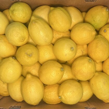 Lemon Large