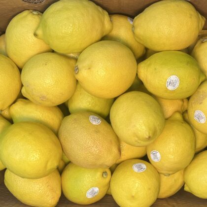 Lemon X Large