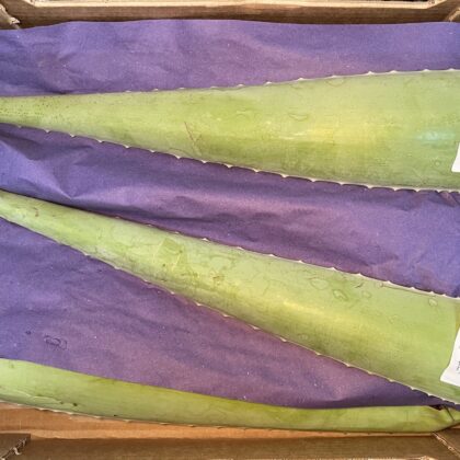 Aloe Vera Leave