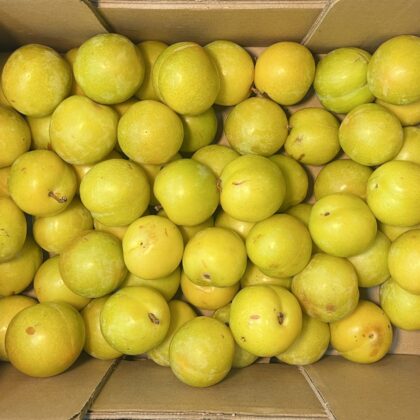 Plums Yellow Blondy
