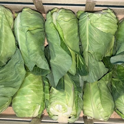 Cabbage Pointed