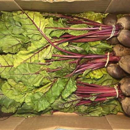 Beetroot bunched with tops