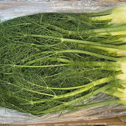 Fennel with tops