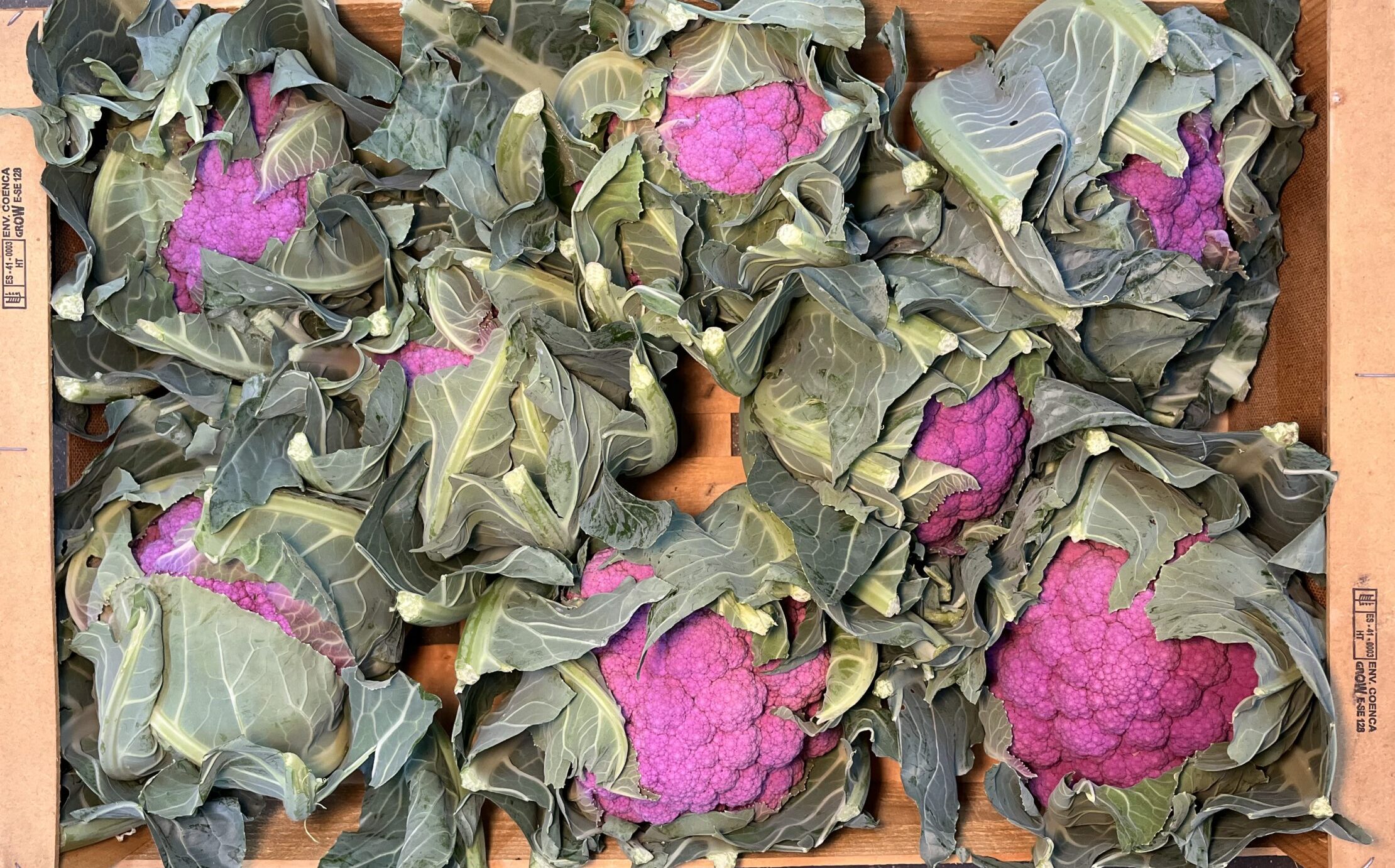 Cauliflower Lavender