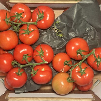 Tomatoes Vine