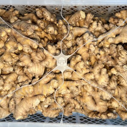 Ginger Medium Box