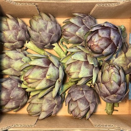 Artichoke Globe Purple