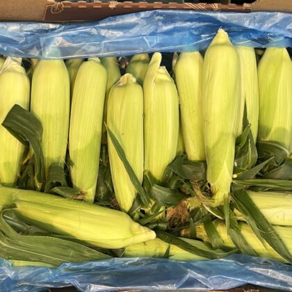 Sweetcorn Fresh