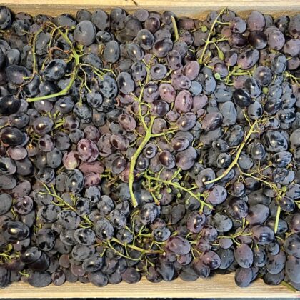 Grapes Black Prima