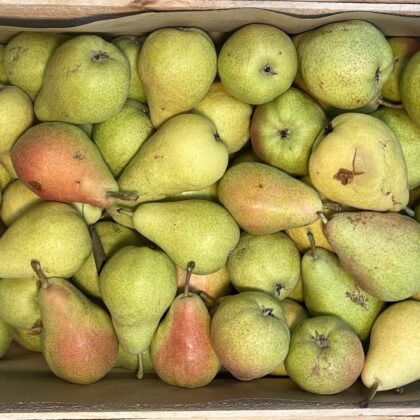 Pears Guyot