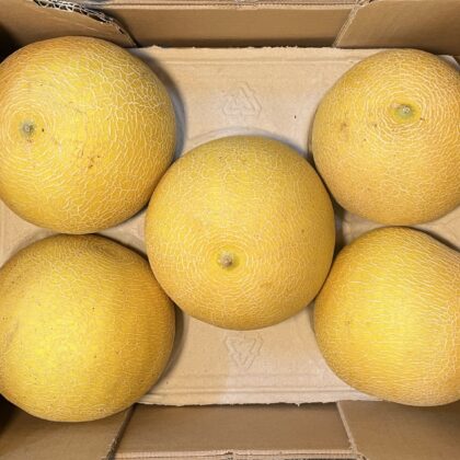 Melon Galia Large