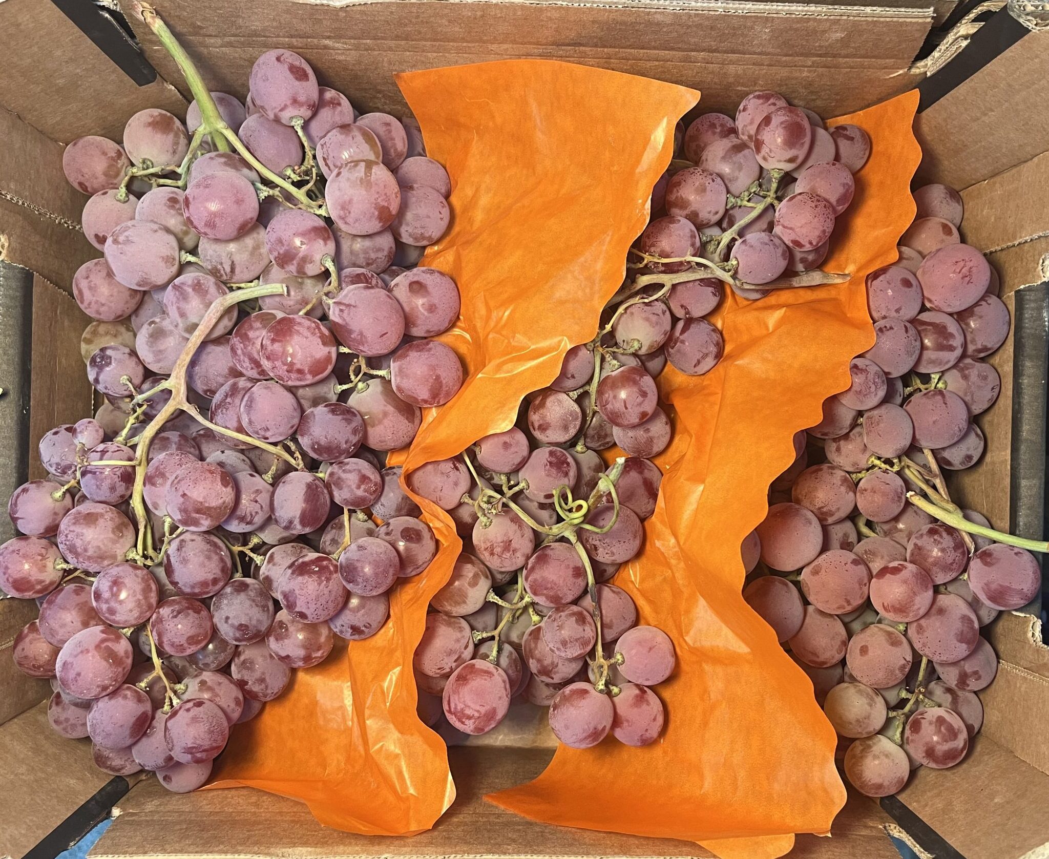 Grapes Red Globe