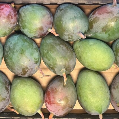 Mango Tommy Atkins