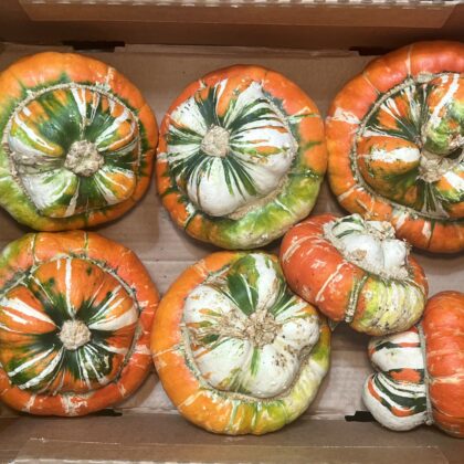 Squash Turks Turban
