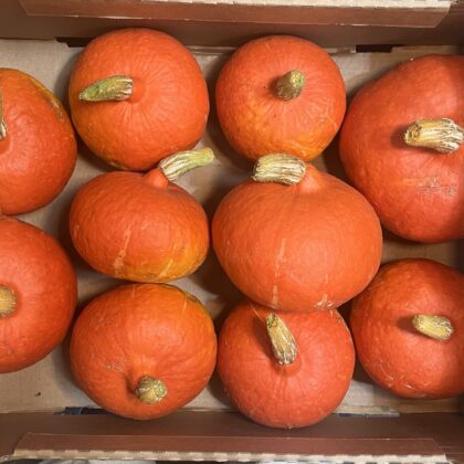Squash Red Kuri