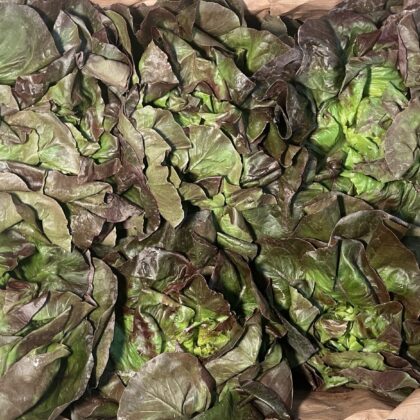 Lettuce Red Rougette