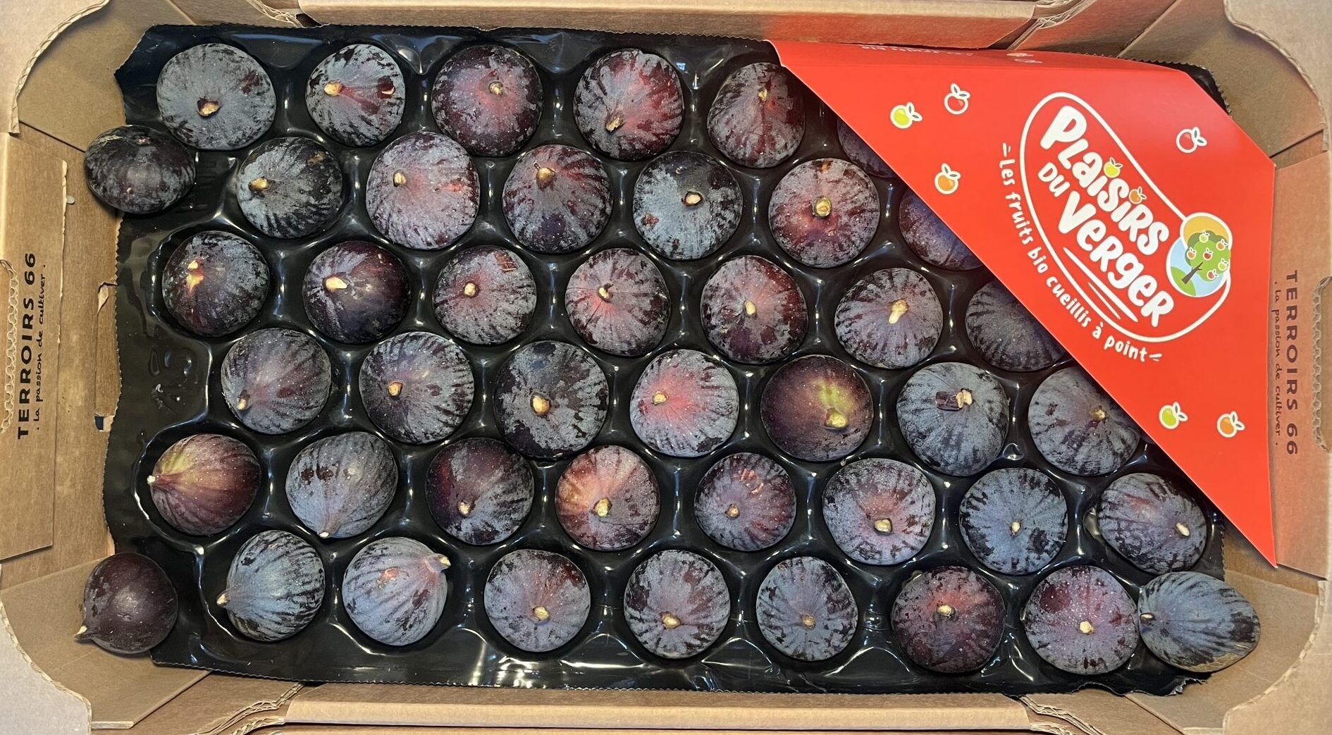 Figs Black Bourjassette Large