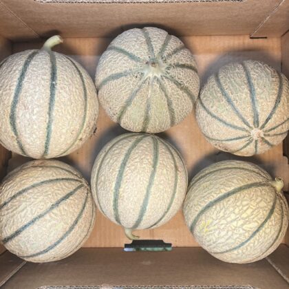 Melon Cantaloupe