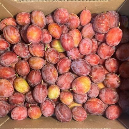 Plums Victoria