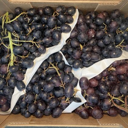 Grapes Black Palieri