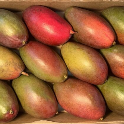 Mango Osteen
