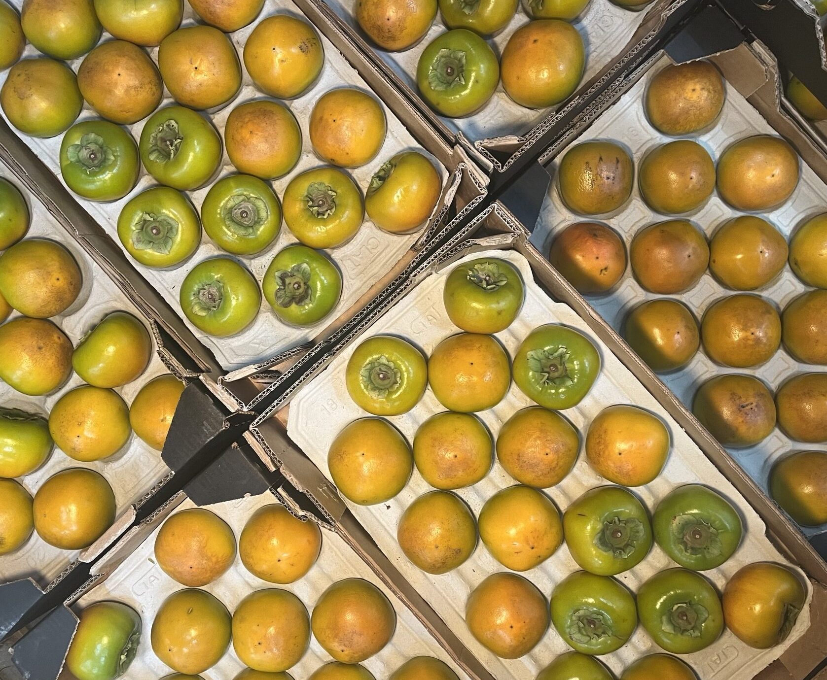 Kaki Fruit Maxim - Image 2