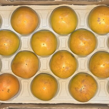 Kaki Fruit Maxim