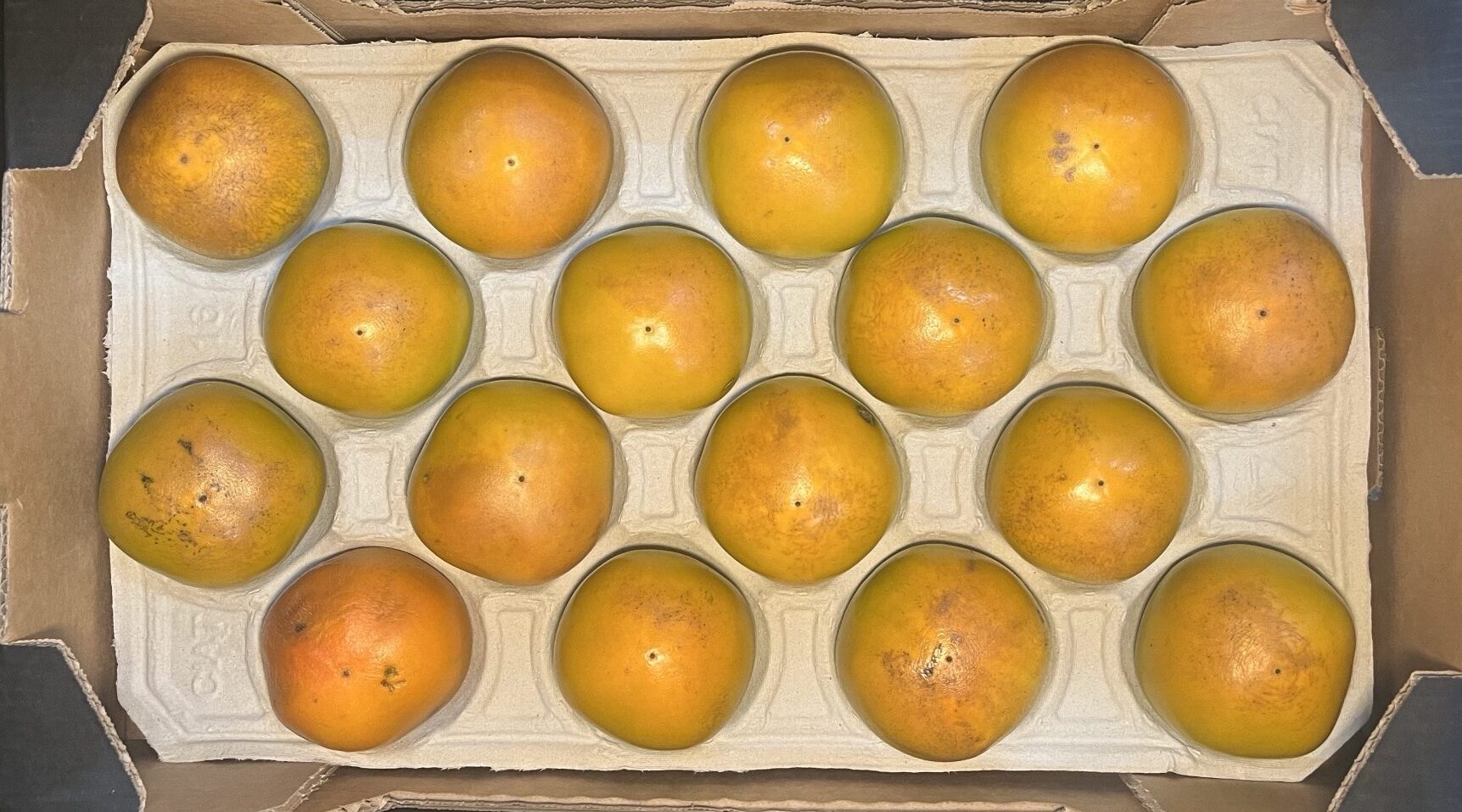 Kaki Fruit Maxim
