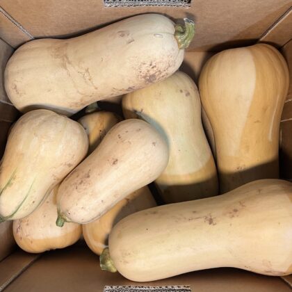 Squash Butternut